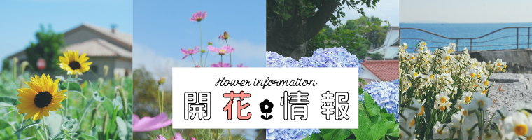 開花情報