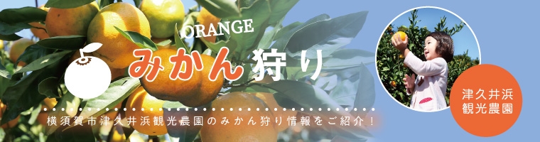 みかん狩り 旬の情報 横須賀市観光情報サイト ここはヨコスカ
